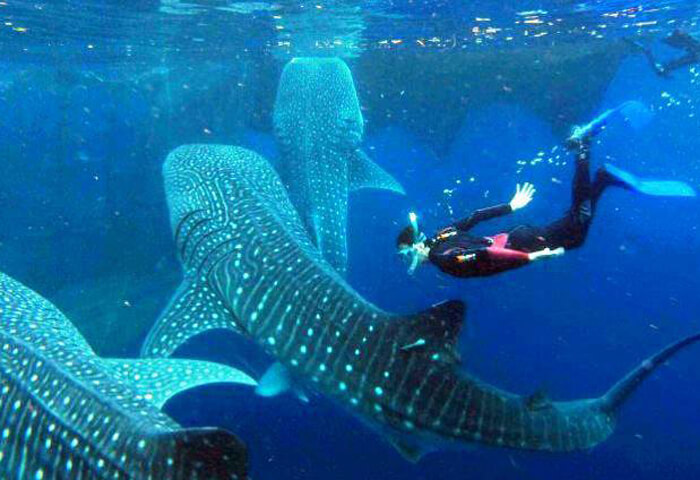 SNORKEL WITH WHALE SHARKS AT BAHÍA SAN LUIS GONZAGA
