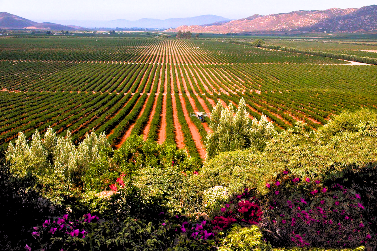 ruta-del-vino-tijuana