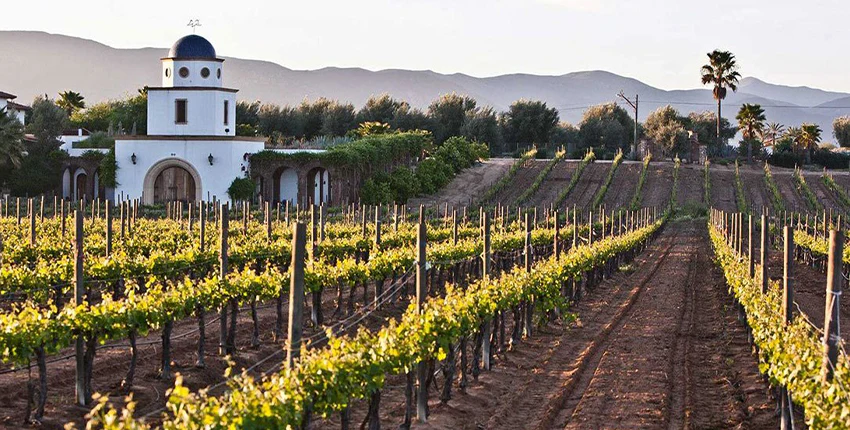 ruta-vinedos-de-baja-california-tijuana