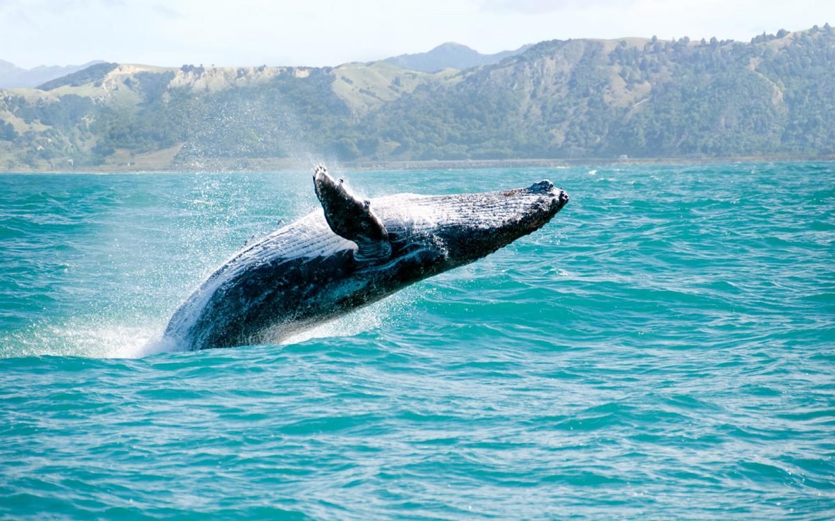temporada-de-ballenas-en-mexico
