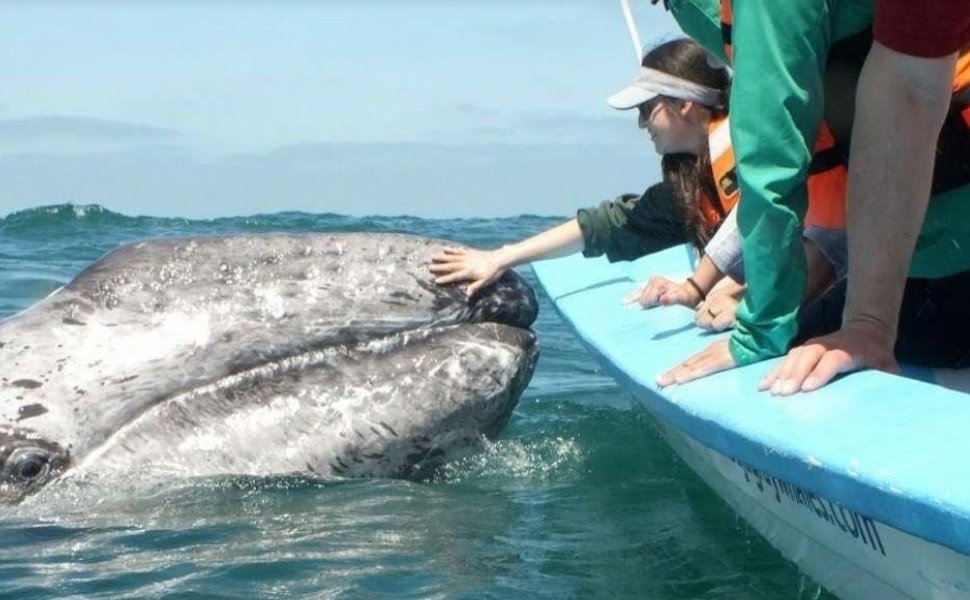 tour-ballena-gris-tijuana